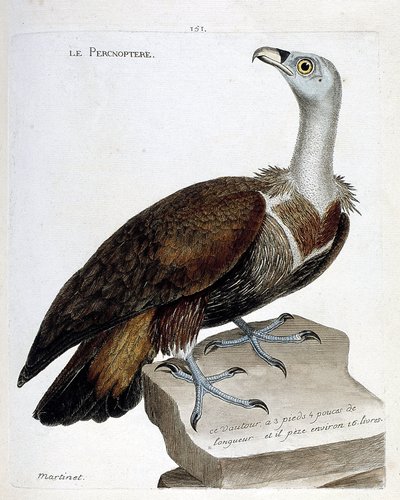 Carta zoológica (ornitologia): o percnóptero (abutre fulvo ou fulvus gyps). Ilustração em "The History of the Birds, Painted in Their Appearing and Sensitive Aspects" de François Nicolas Martinet (1731-1800). Coleção particular. de Francois Nicolas Martinet
