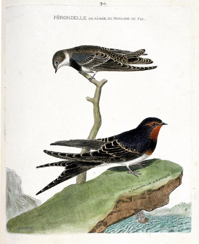 Carta zoológica (ornitologia): a andorinha-do-mar do reino de fez (Riparia riparia) sobre um ramo e a andorinha africana (andorinha rústica ou Hirundo rustica). Ilustração em "A História das Aves, Pintada nos seus Aspectos Aparentes e Sensíveis". de Francois Nicolas Martinet