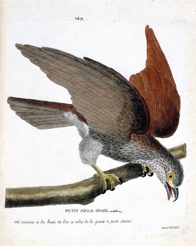 Carta zoológica (ornitologia): a pequena águia asiática (sacre ou haliastur indus) sobre um ramo. Ilustração em "The History of the Birds, Painted in Their Appearing and Sensitive Aspects" de François Nicolas Martinet (1731-1800). Coleção particular. de Francois Nicolas Martinet