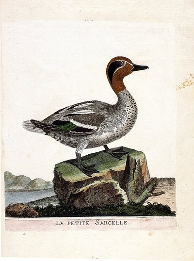 Carta zoológica (ornitologia): o pequeno marreco (teal de inverno ou anas crecca). Ilustração em "A história das aves, pintadas nos seus aspectos aparentes e sensíveis" de François Nicolas Martinet (1731-1800). Coleção particular. de Francois Nicolas Martinet