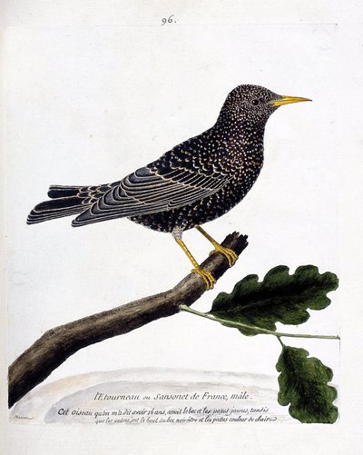 Carta zoológica (ornitologia): o starling ou sansonet (starling ou sturnus vulgaris) sobre um ramo. Ilustração em "The History of the Birds, Painted in Their Appearing and Sensitive Aspects" de François Nicolas Martinet (1731-1800). Coleção particular. de Francois Nicolas Martinet