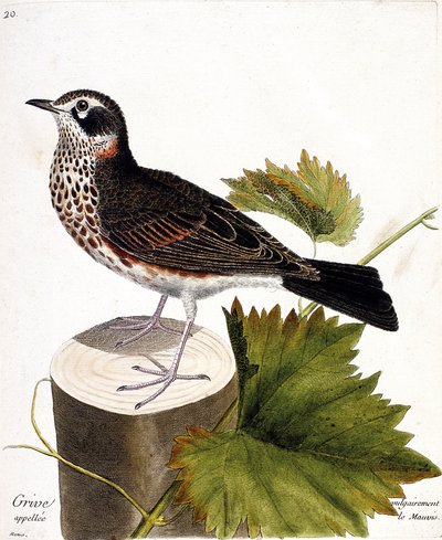 Carta zoológica (ornitologia): o tordo comumente chamado de mauvis (mauvis thrush ou turdus iliacus) em uma cepa de árvore. Ilustração em "The History of the Birds, Painted in Their Appearing and Sensitive Aspects" de François Nicolas Martinet (1731-1800). de Francois Nicolas Martinet