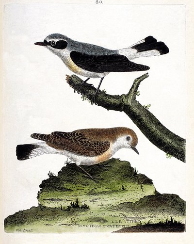 Carta zoológica (ornitologia): o vitrec (ou motous) sobre o ramo e a sua fêmea (caule motous ou enanto). Ilustração em "A História das Aves, Pintadas nos seus Aspectos Aparentes e Sensíveis" de François Nicolas Martinet (1731-1800). Privado c de Francois Nicolas Martinet
