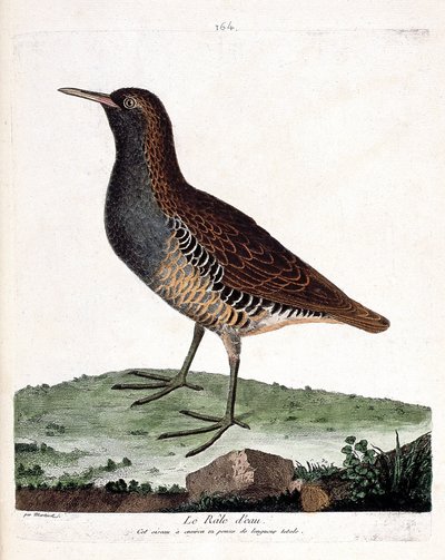 Carta zoológica (ornitologia): o raleio aquático (rallus aquaticus). Ilustração em "The History of the Birds, Painted in Their Appearing and Sensitive Aspects" de François Nicolas Martinet (1731-1800). Coleção particular. de Francois Nicolas Martinet
