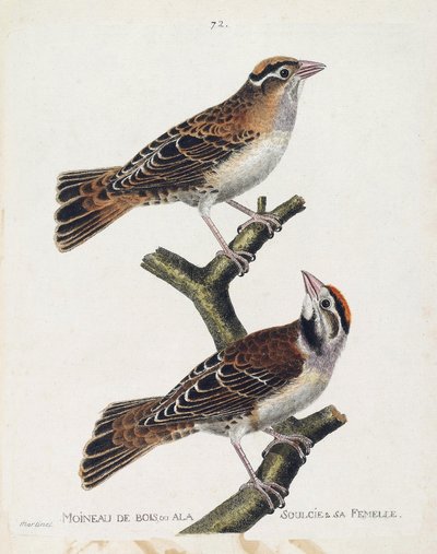 Carta zoológica (ornitologia): o pardal de madeira ou o relevo (pardal de Hudson ou spizea arborea) e sua fêmea (pardal aliviado ou petronia petronia). Ilustração em "A História das Aves, Pintadas nos seus Aspectos Aparentes e Sensíveis" de Franco de Francois Nicolas Martinet