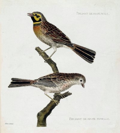 Gráfico zoológico (ornitologia): de cima para baixo: Pardais (zizi ou emberiza cirlus) macho e fêmea em um galho. Ilustração em "A história das aves, pintadas nos seus aspectos aparentes e sensíveis" de François Nicolas Martinet (1731-1800). Privado de Francois Nicolas Martinet