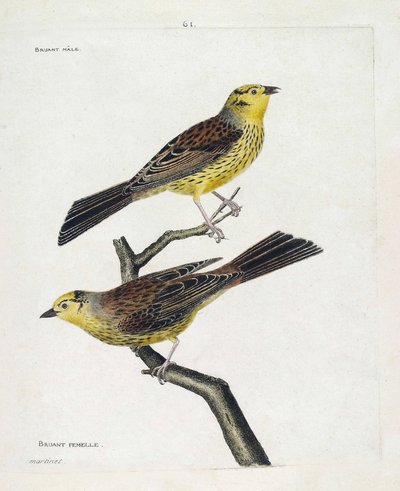 Gráfico zoológico (ornitologia): de cima para baixo: Pardais masculinos e femininos (Pardal Amarelo ou Emberiza citrinella). Ilustração em "A história das aves, pintadas nos seus aspectos aparentes e sensíveis" de François Nicolas Martinet (1731-1800). Par de Francois Nicolas Martinet