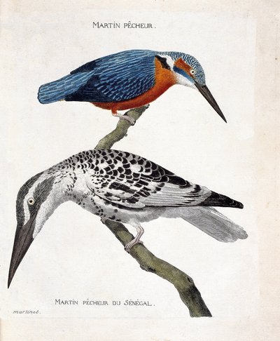 Gráfico zoológico (ornitologia): de cima para baixo: Martin pecheur (martin pecheur d