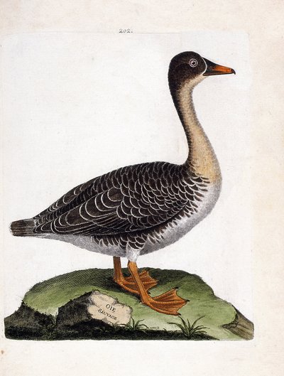 Carta zoológica (ornitologia): ganso selvagem (ganso de colheita ou anser fabalis). Ilustração em "The History of the Birds, Painted in Their Appearing and Sensitive Aspects" de François Nicolas Martinet (1731-1800). Coleção particular. de Francois Nicolas Martinet