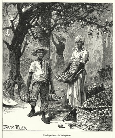 Colectores de Pêssegos em Madagáscar (gravura) de Frank (after) Feller