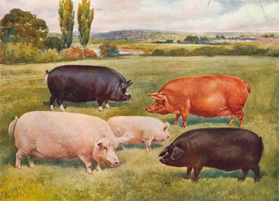 Raças de porcos, c1902 c1910 de Frank Babbage