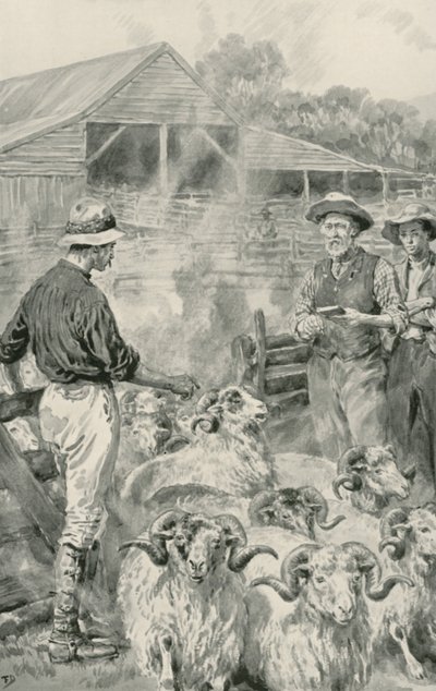 Uma estação de ovelhas em Canterbury Plains de Frank Dadd