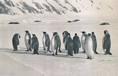 Pinguins-imperador, 1911, 1913 de Frank Debenham