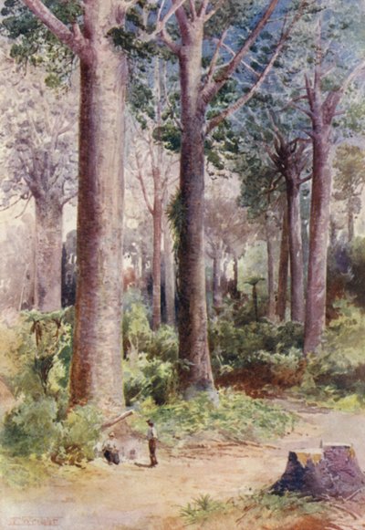 Nova Zelândia: Entre os Kauri (litografia a cores) de Frank H Wright
