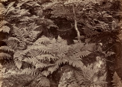 Fern Study sem título, final da década de 1870. de Frank Meadow Sutcliffe