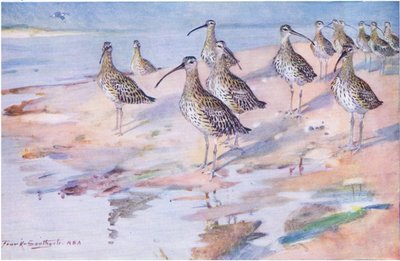 Caracóis em Blakeney Point (litho) de Frank Southgate
