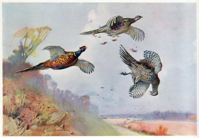 Faisões altos, ilustração de &39;Wildfowl e Waders&39; de Frank Southgate