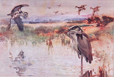 The Heron, ilustração de Wild Nature & Country Life publicada por Hodder & Stoughton, c.1910 de Frank Southgate