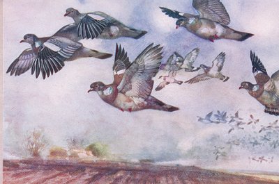 Pombos de madeira em voo, ilustração de Wild Nature & Country Life, publicada por Hodder & Stoughton, c.1910 de Frank Southgate