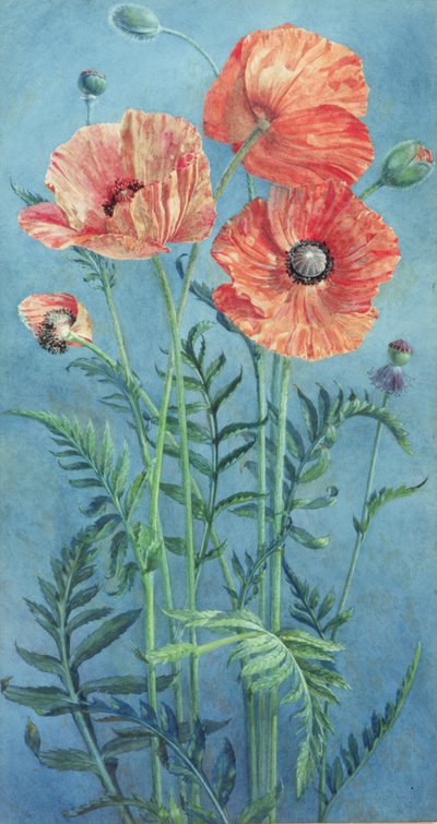 Papoulas, 1916 (wc no papel) de Frank Steeley