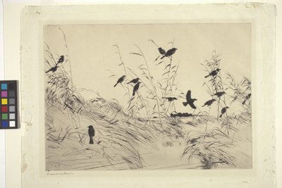 Melros e Pássaros Negros (tinta sobre papel) de Frank Weston Benson