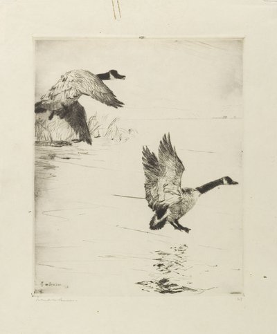 Gansos pousando de Frank Weston Benson