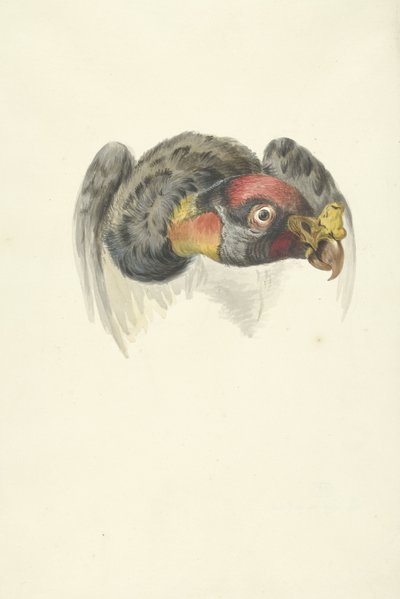 Cabeça de um abutre-rei (Sarcoramphus papa) de François Levaillant (circle of)