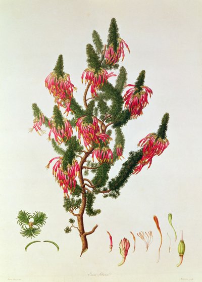 Urze, Erica sebana, gravada por Mackenzie de Franz Andreas Bauer