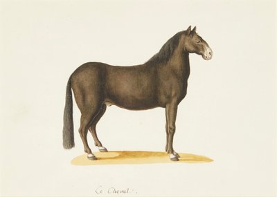 O Cavalo (aquarela) de Franz Anton von (attr.to) Scheidel