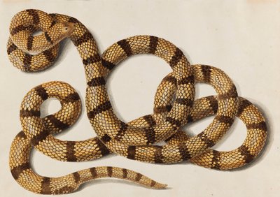 Serpente, 1770-1780s. de Franz Anton von Scheidel