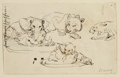 Sundapanthers Rosnando de Franz Barwig d. Ä.