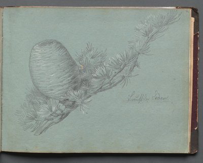 Álbum com vistas de Roma e arredores, Estudos de paisagem, página 49a: Estudo de um Evergreen.... de Franz Johann Heinrich Nadorp