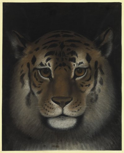 Cabeça de tigre de Franz Krüger