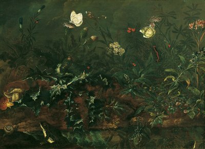 Relva com cardo, sapos e libélula de Franz Michael Siegmund von Purgau d. Ä.
