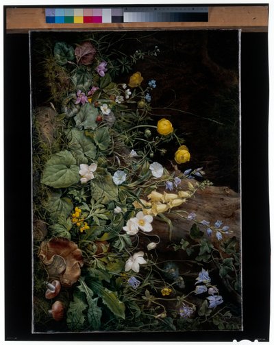 Flores silvestres na base de uma árvore de Franz Xavier Petter