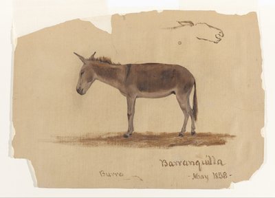 Um burro, Baranquilla, Colômbia de Frederic Edwin Church