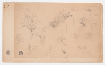 Um Grupo de Treze Estudos Botânicos da Colômbia ou Equador de Frederic Edwin Church
