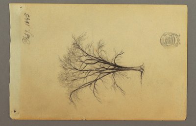 Desenho, Uma árvore sem folhas, fevereiro de 1845 de Frederic Edwin Church