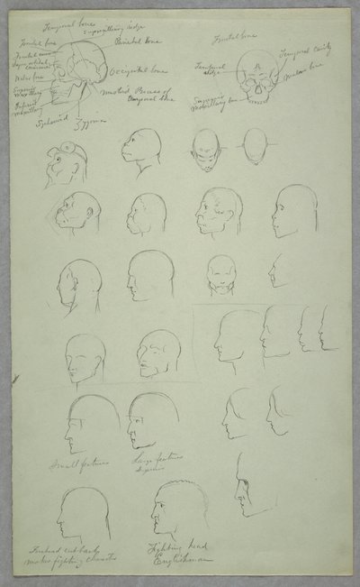 Desenho, Estudos Anatómicos, 1865-70 de Frederic Edwin Church