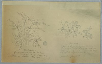 Desenho, Estudos de Araruta e Cardamomo, Jamaica, junho de 1865 de Frederic Edwin Church