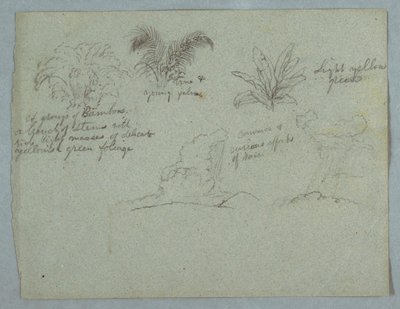 Desenho, Bambus, Videira e uma Jovem Palmeira, Planta, e Duas Cenas de Chuva Caindo de Nuvens sobre Cumes, Rio Magdalena, Colômbia, 1853, provavelmente maio de Frederic Edwin Church