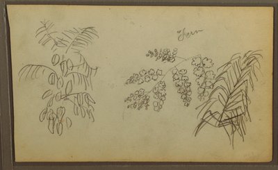 Desenho, Esboços Botânicos, 1857 de Frederic Edwin Church