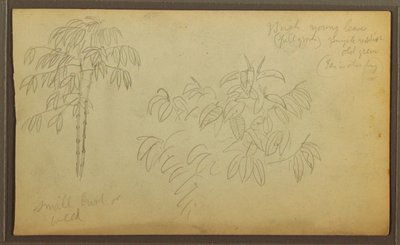 Desenho, Esboços Botânicos, 1857 de Frederic Edwin Church