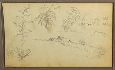 Desenho, Esboços Botânicos, 1857 de Frederic Edwin Church