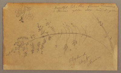Desenho, Esboços Botânicos, agosto de 1865 de Frederic Edwin Church