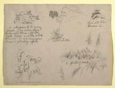 Desenho, Esboços Botânicos, Colômbia, 1853 de Frederic Edwin Church