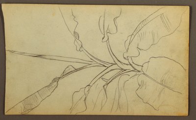 Desenho, Botanical Sketches, Ecuador, or Colombia; Verso: Botanical Sketches, 1857 de Frederic Edwin Church