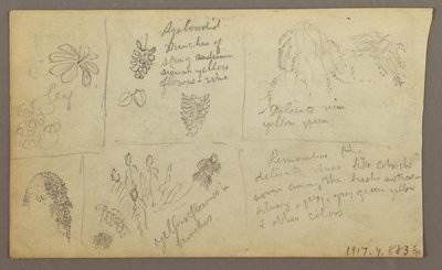 Desenho, Botanical Sketches, Ecuador, or Colombia; Verso: Botanical Sketches, 1857 de Frederic Edwin Church