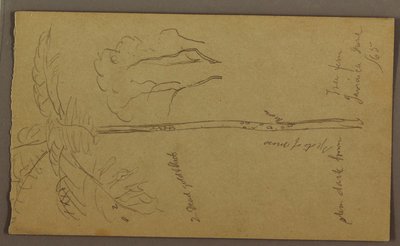 Desenho, Esboços Botânicos, junho de 1865 de Frederic Edwin Church