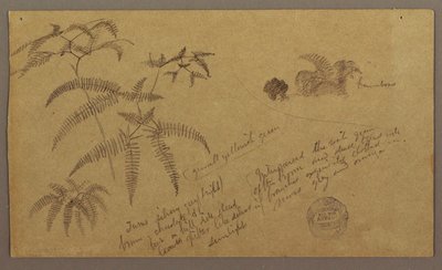 Desenho, esboços botânicos, maio-agosto de 1865 de Frederic Edwin Church